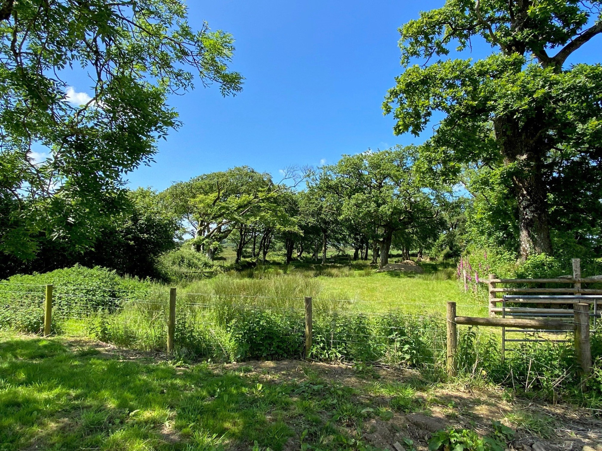 Sutcombe, Holsworthy, Devon image 14